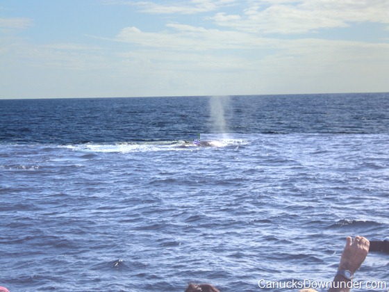 Whale breaching