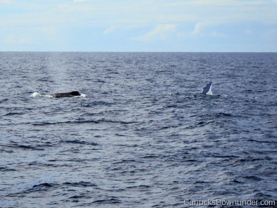 Two whales breaching