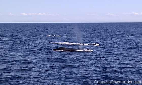 Four whales breaching